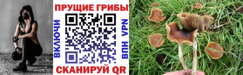 сколько стоит  блэк спрут как войти  Псилоцибиновые грибы GOLDEN TEACHER  Верхний Тагил 